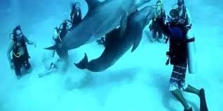Dolphin House Trip – Hurghada
